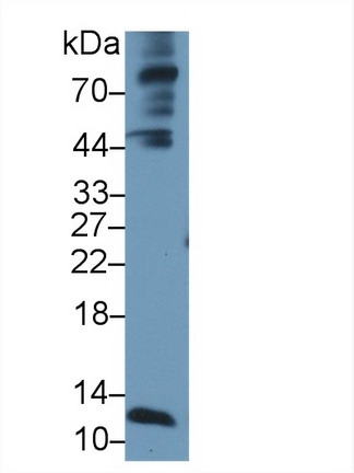 13376