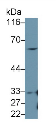 52753