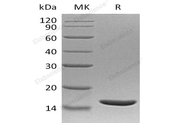 Валидация Elabscience PKSH033166(3520)