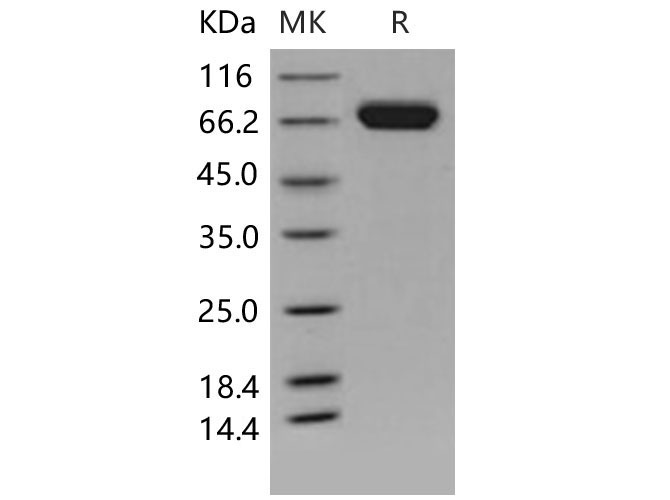 Валидация Elabscience PKSM040593(4579)