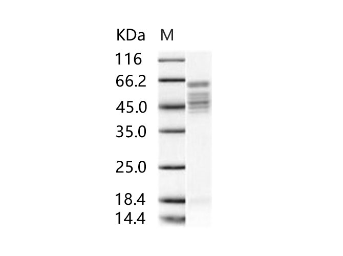 Валидация Elabscience PKSV030232(5995)