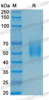 Валидация AntibodySystem AMB10201