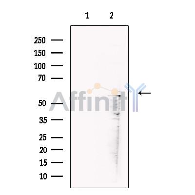 Валидация Affinity DF13395 - 8664