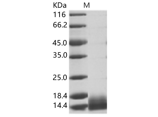 Валидация Elabscience PKSV030260(6026)
