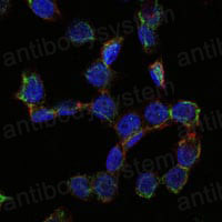 Валидация IF - AntibodySystem RHD26502