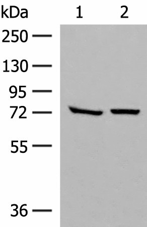 Валидация Elabscience E-AB-52767