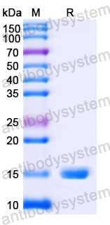 Валидация SDS-PAGE - AntibodySystem RVV00112