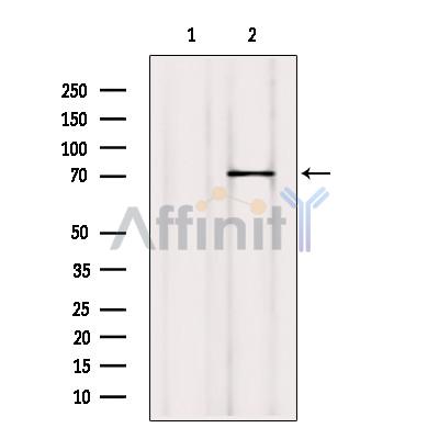Валидация Affinity DF7043 - 18676