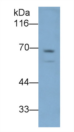 26881
