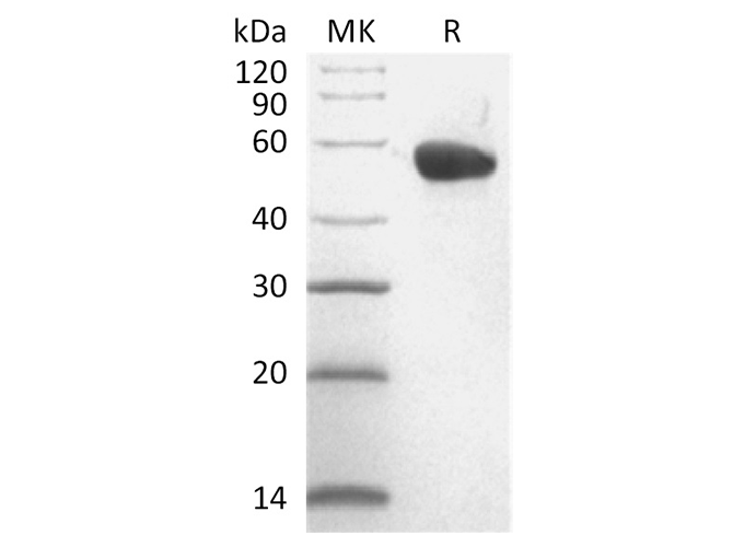 Валидация Elabscience PKSQ050044(5414)