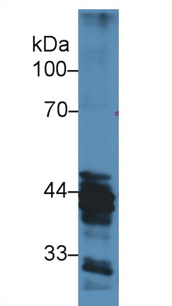 10428