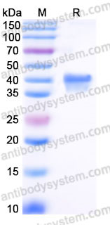 AHB95802, SDS-PAGE