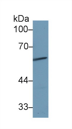 13702