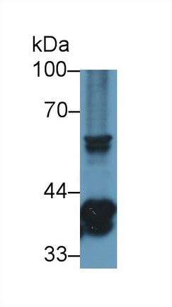 13132