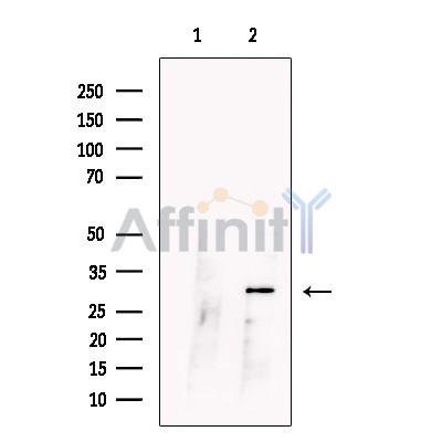 Валидация Affinity DF13712 - 9332
