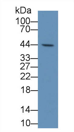52533