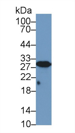 13233