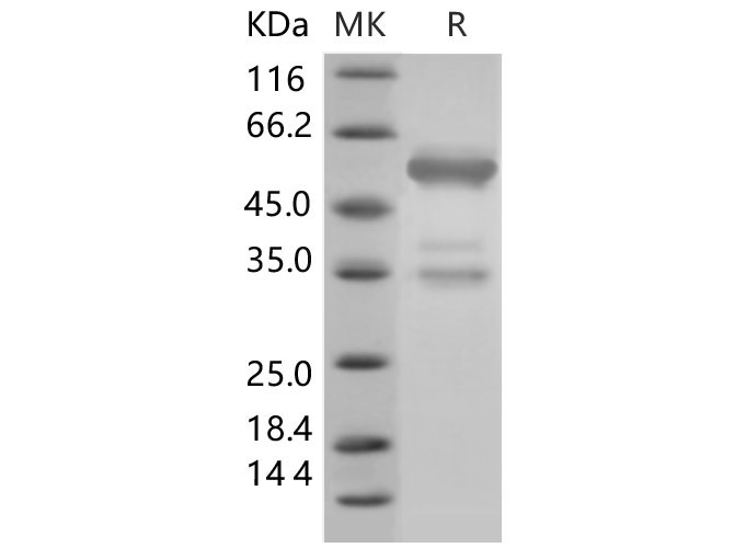 Валидация Elabscience PKSM040443(4440)
