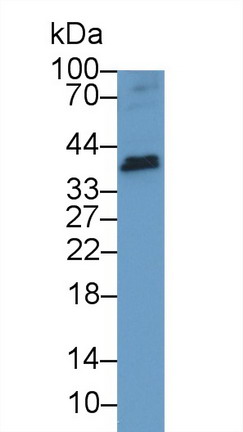 9466