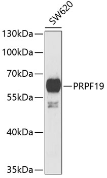 Валидация Elabscience E-AB-61312
