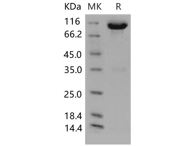 Валидация Elabscience PKSM040633(4618)