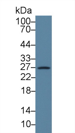 13907