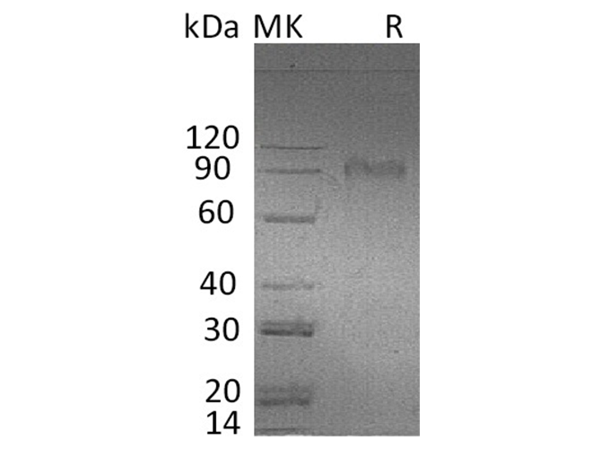Валидация Elabscience PKSH033770(4043)