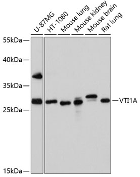 Валидация Elabscience E-AB-63813