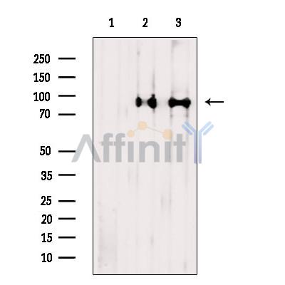 Валидация Affinity DF9359 - 21869