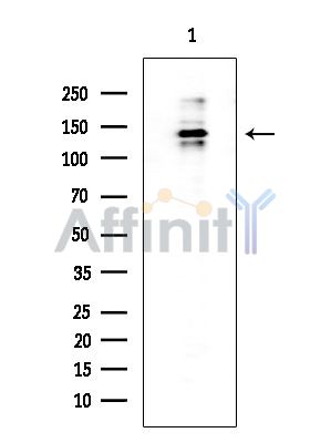 Валидация Affinity DF8601 - 20520