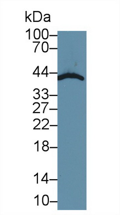 9625