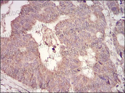Валидация AntibodySystem RHK37402 (3649)