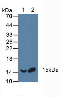 5433