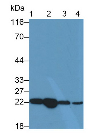 9638