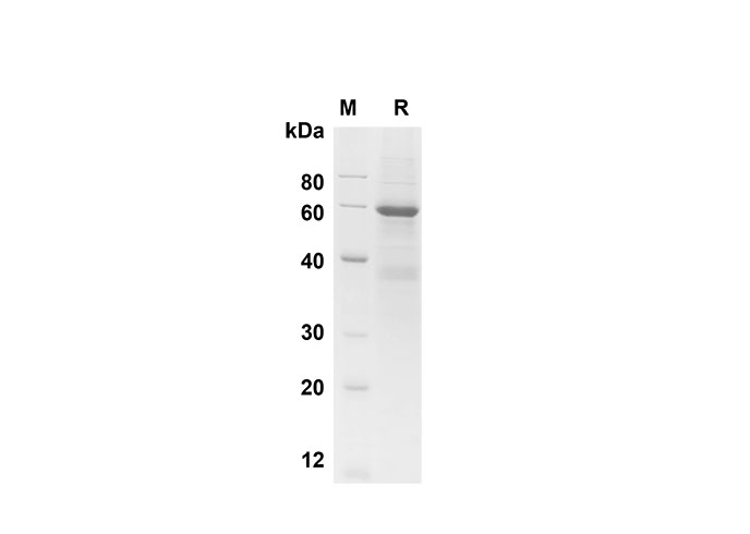 Валидация Elabscience PDMH100321(933)
