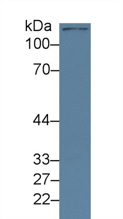 9260