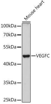 Валидация Elabscience E-AB-68288