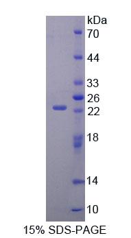45572