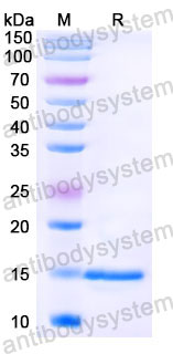 Валидация SDS-PAGE - AntibodySystem RCK81001