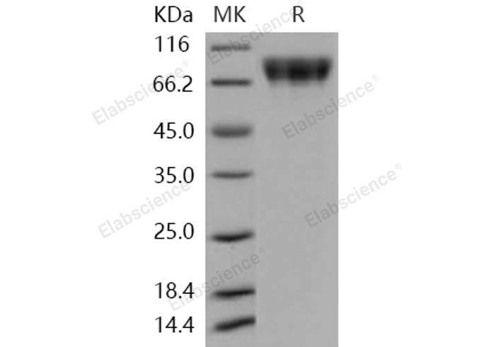 Валидация Elabscience PKSH030939(1762)