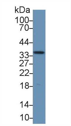 14894
