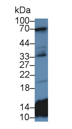 12941