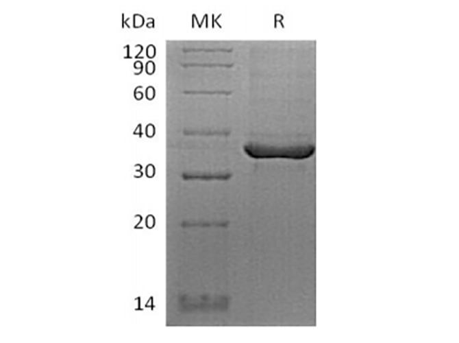 Валидация Elabscience PKSH033856(4091)