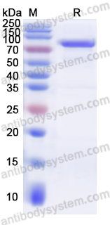 Валидация AntibodySystem YHJ38701