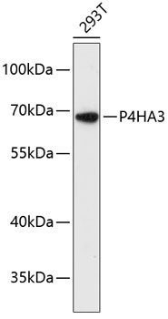 Валидация Elabscience E-AB-64821