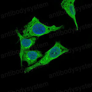 Валидация IF - AntibodySystem RHH02403