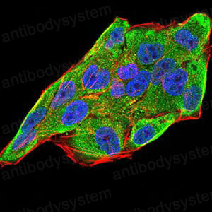 Валидация IF - AntibodySystem RHJ19802