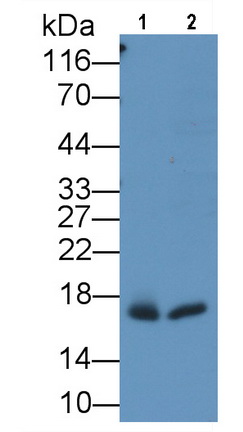 39407