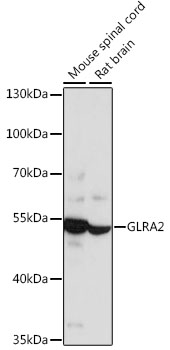 Валидация Elabscience E-AB-66529