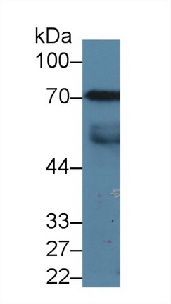 12475